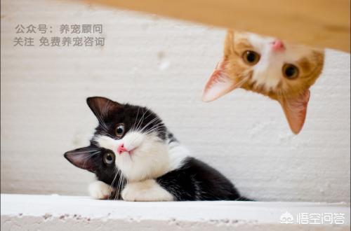 宠物小知识:养小宠物有哪些需要注意的地方？“铲屎官”们有哪些技巧和经验？