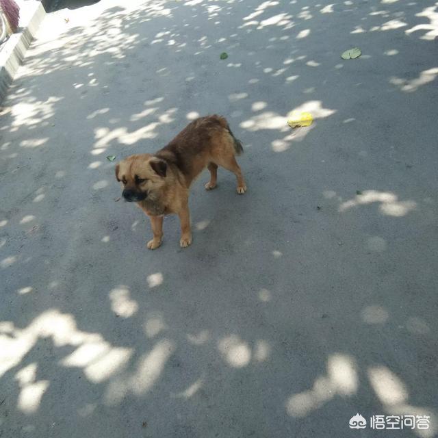 保护狗的资料:狗为什么不能是保护动物？