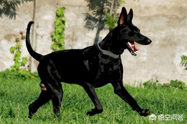 墨界黑狼犬有白胸吗:我国最优秀的狼犬是哪一种？