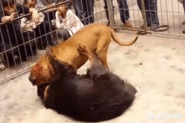 日本土佐:中国的藏獒能打赢日本的土佐犬吗？