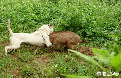 下司犬图片:下司犬价格多少钱一只 下司犬在狩猎的时候，有哪些致命的缺点？为什么？