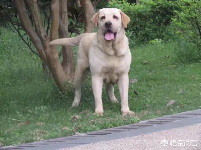 守山犬:为什么罗威纳打架不厉害？
