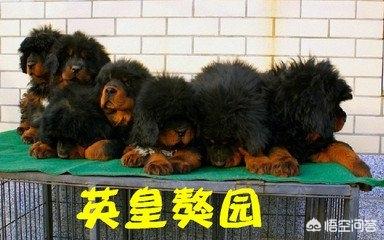 鬼脸獒王vs比特视频:上百万都不卖的藏獒，现在为何沦为流浪犬？