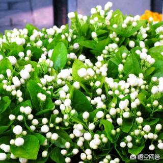 蔓长春花可以当吊兰吗:有哪些能够形成「花瀑」效果的盆栽植物？