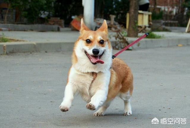 威尔斯科基犬小狗价格:为什么有的柯基攻击性突然变强，喜欢跟别的狗子打架？