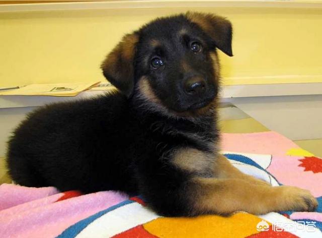 上班族养拉布拉多犬好养吗:上班族想养只狗，有什么推荐的狗狗吗？