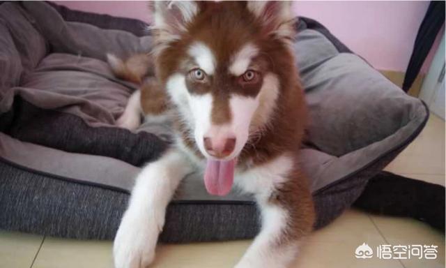 上班族养拉布拉多犬好养吗:上班族想养只狗，有什么推荐的狗狗吗？