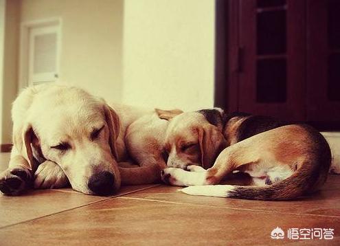 头条问答 狗狗需要陪伴吗 我是金狗顺的回答 0赞