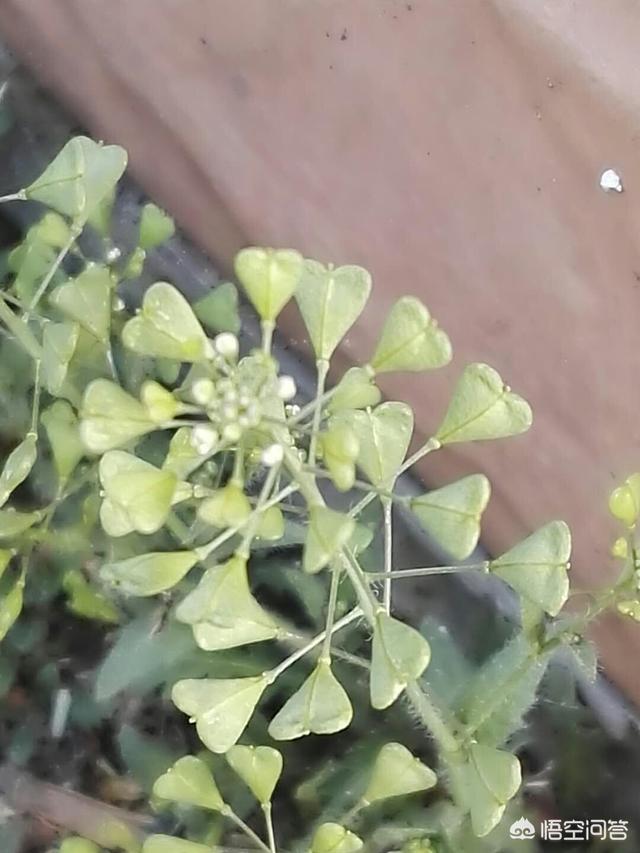 自然界中的有哪些耐寒草本植物？
