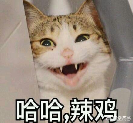 帕拉斯猫多少钱:猫咪会有咬死主人的想法吗？ 帕拉斯猫多少钱一只