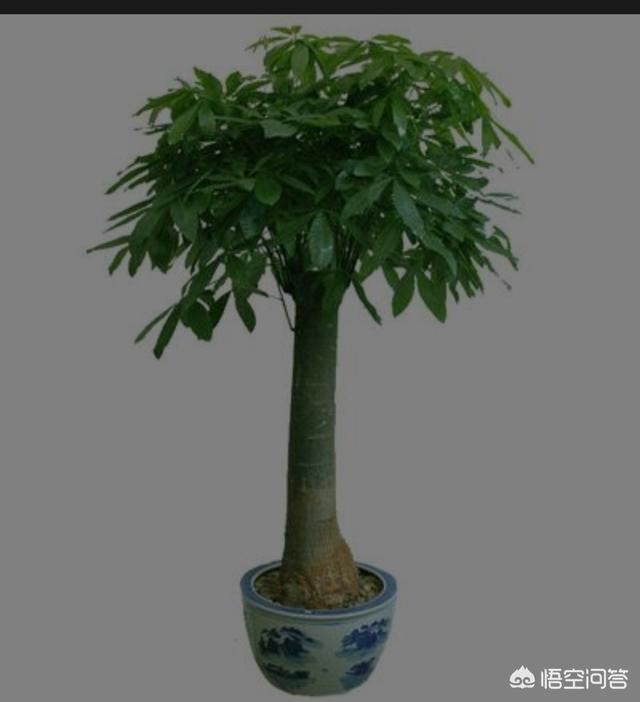 有什么绿植适合摆放在客厅等光照比较少的地方的？
