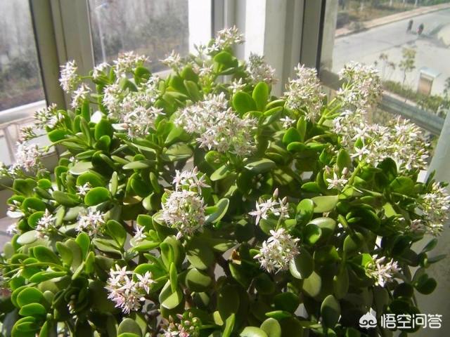 玉树养成盆景的几个技巧，为什么有人养在室内就容易挂掉呢？插图50