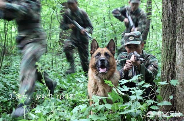 军犬:军犬是军人的战友还是军人的工具？