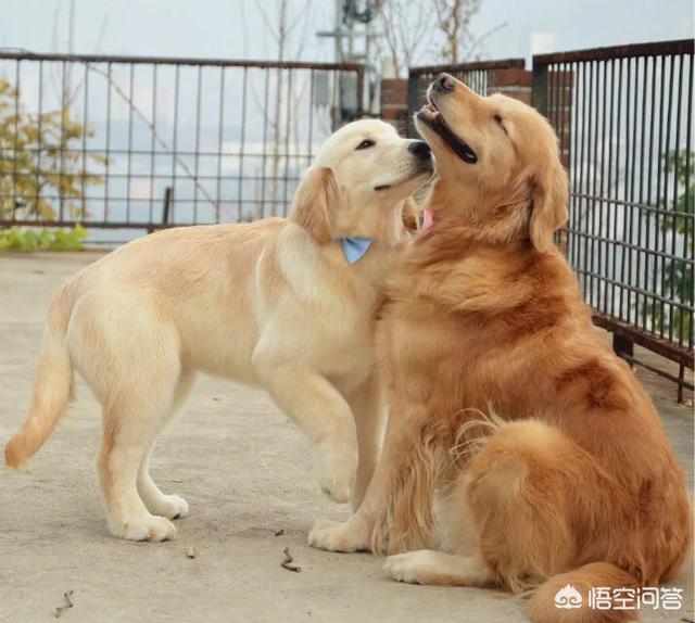 守山犬:为什么罗威纳打架不厉害？