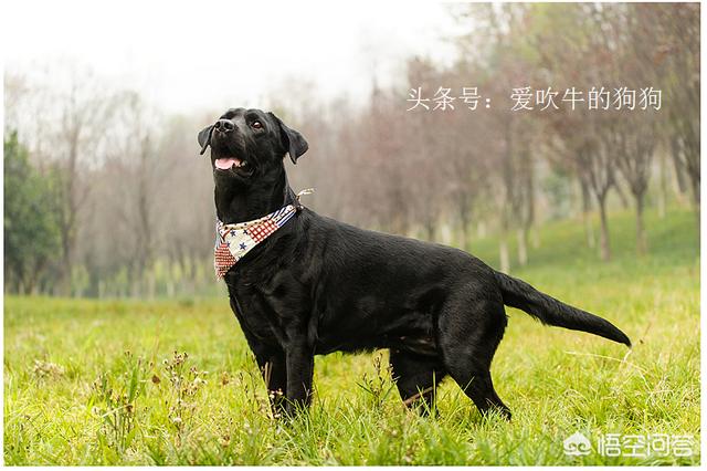 拉布拉多犬视频:拉布拉多掉毛严重是什么原因？ 拉布拉多犬视频播放