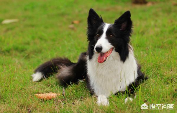 边境犬智商:你对边境牧羊犬的智商怎么评价？