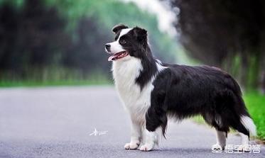 边境犬智商:你对边境牧羊犬的智商怎么评价？