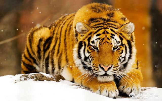 虎獒:为什么总有人问藏獒和东北虎谁厉害？