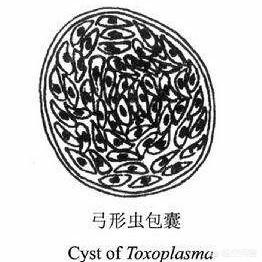 宠物保健品:怀孕期间可以养狗吗？婴儿期间可以养狗吗？