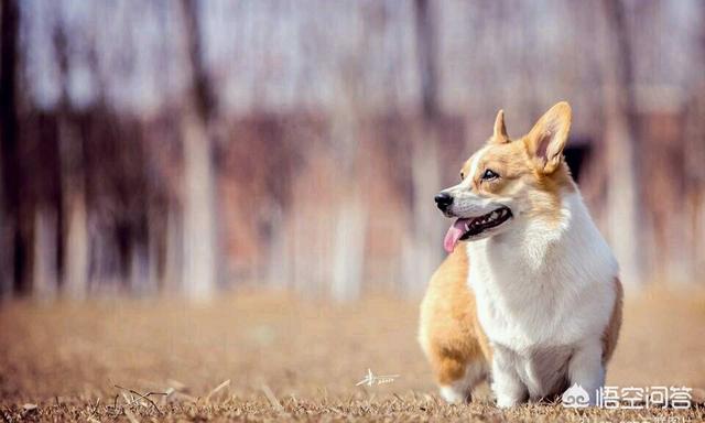 威尔斯科基犬 价格:柯基犬怎么样？价格多少钱？