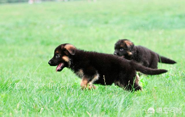 比利时牧羊犬怎么喂养:3个多月大的德国牧羊犬应该怎样喂？