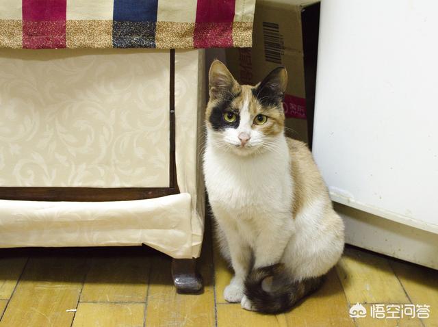 小野猫驯养手册在线:你收养的流浪猫，现在怎么样了？