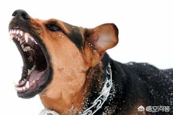 狂犬病的潜伏期是多久:狂犬病潜伏期有多久？是不是只要被狗咬伤就百分之百得狂犬病？