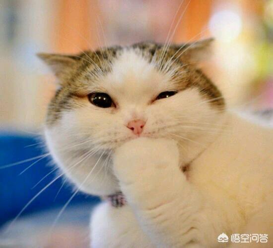 帕拉斯猫多少钱:猫咪会有咬死主人的想法吗？ 帕拉斯猫多少钱一只