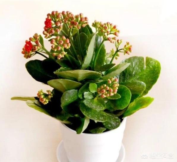 花卉批发市场 鸟巢蕨:鸟巢蕨花卉图片 冬天养花都要注意什么才不会把花养死？