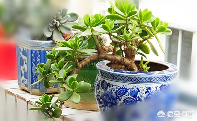 玉树养成盆景的几个技巧，为什么有人养在室内就容易挂掉呢？插图48