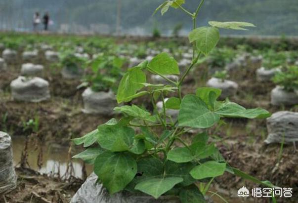 葛根为何被称为亚洲人参，被世界粮农组织评为“第六谷”的植物-葛根到底是什么东西