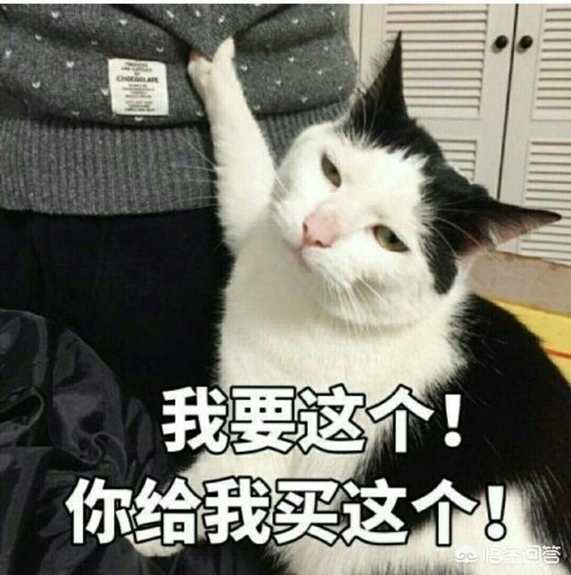 养猫指南百度文库:养猫的话，平民的开销一般是多少？
