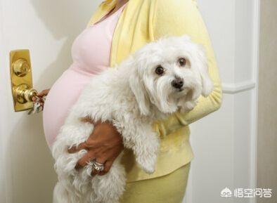 宠物保健品:怀孕期间可以养狗吗？婴儿期间可以养狗吗？