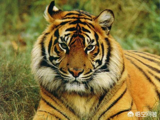 藏獒斗狮子老虎:藏獒和狮子老虎打架谁厉害 几只藏獒可以打赢一只野生东北虎？