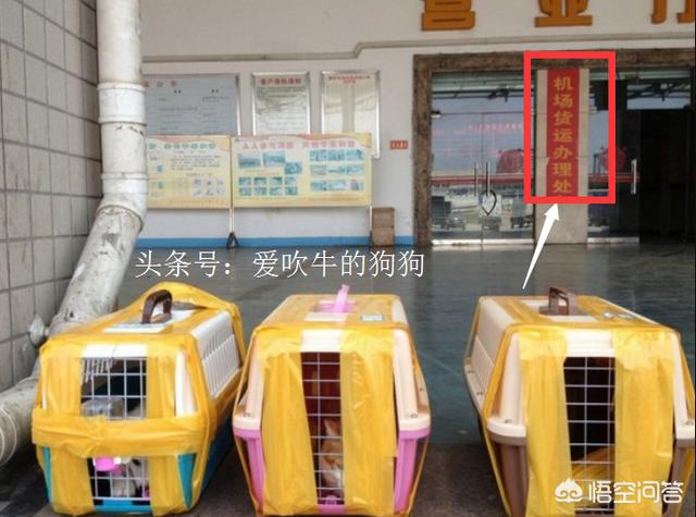法斗犬能坐飞机吗:宠物也能跟主人一起乘飞机？