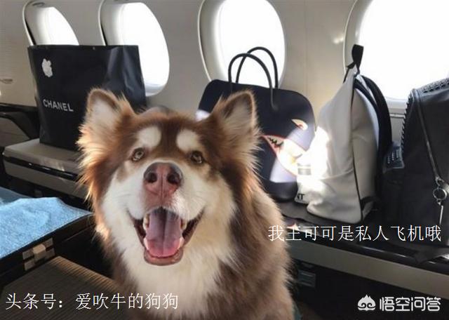 法斗犬能坐飞机吗:宠物也能跟主人一起乘飞机？