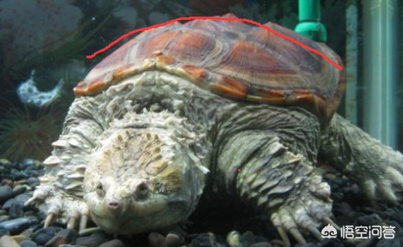 鳄龟的饲养:大鳄龟的饲养方法是怎样的？ 鳄龟怎么养长得快