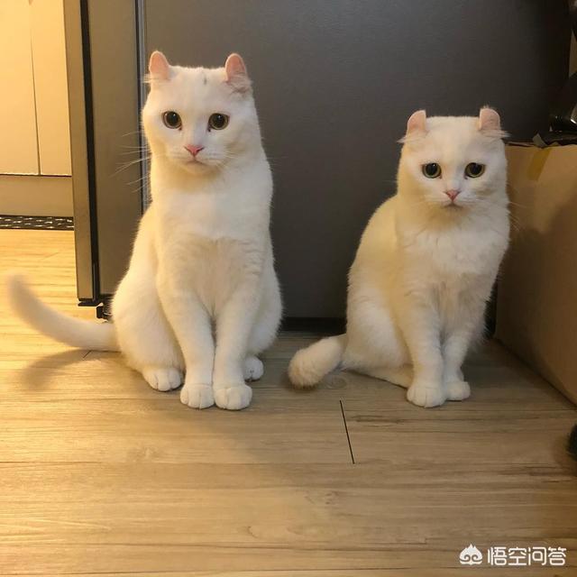 小野猫驯养手册在线:你收养的流浪猫，现在怎么样了？