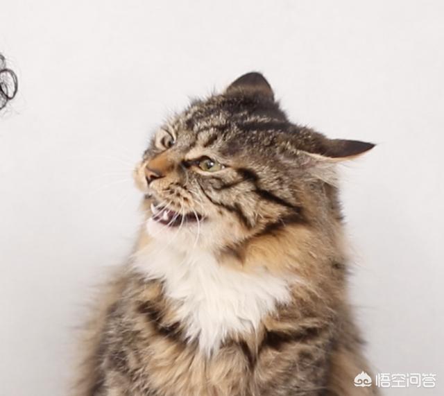 小猫跳出来迅雷:为什么在猫的身后放黄瓜，猫会跳起来？