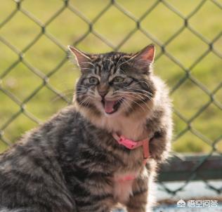 小猫跳出来迅雷:为什么在猫的身后放黄瓜，猫会跳起来？