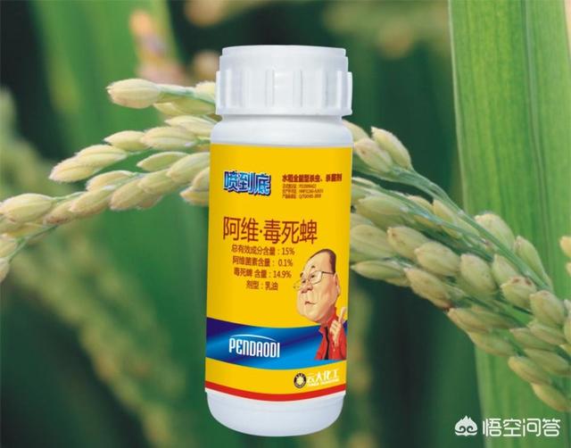 头条问答 - 水稻有潜叶蝇,该怎么用药?(5个回答)