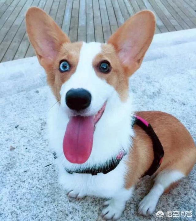 上班族养拉布拉多犬好养吗:上班族想养只狗，有什么推荐的狗狗吗？