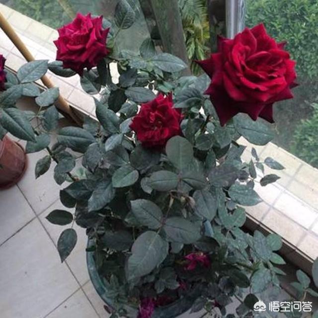 花土里加火山石:装修产生的锯末，怎么处理才能养花？