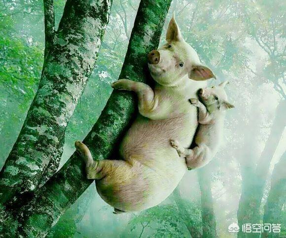 8d9000081ad440220368