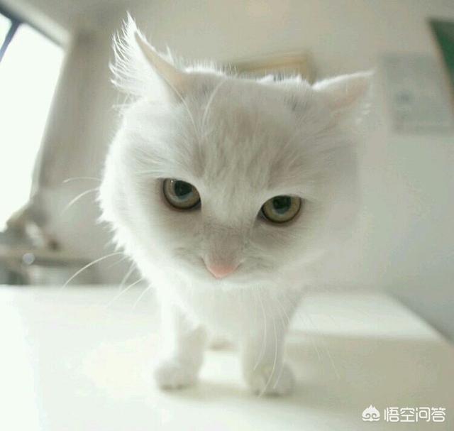 帕拉斯猫多少钱:猫咪会有咬死主人的想法吗？ 帕拉斯猫多少钱一只