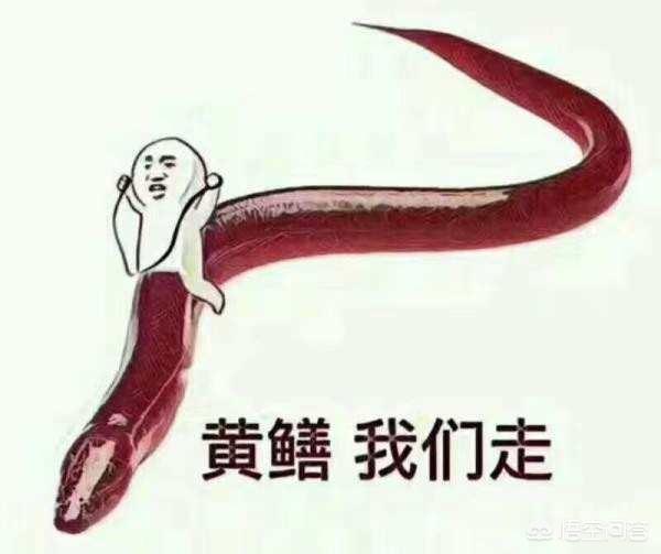 体内寄生肤蝇蛆:中国有寄生在人体的蝇蛆吗 黄鳝体内的寄生虫对人体有多大危害？