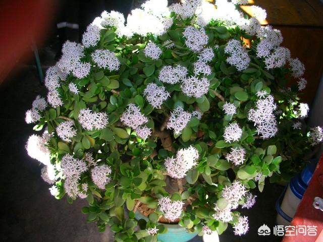 玉树养成盆景的几个技巧，为什么有人养在室内就容易挂掉呢？插图51