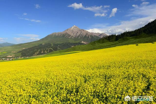 漯河临颍县波米拉猫多少钱一只:2019年有什么景点值得去走走？