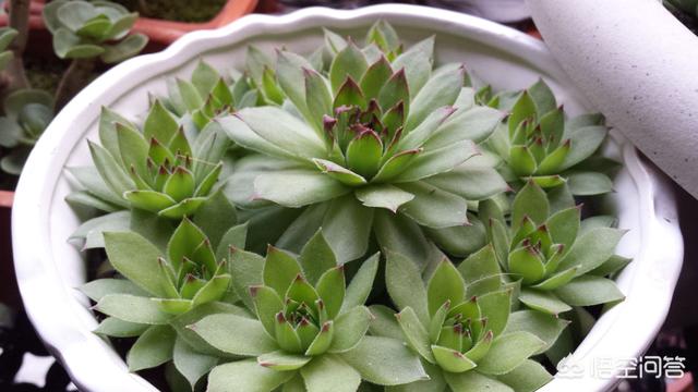 长生草属多肉植物图片:长生草属多肉植物 双胞胎植物，观音莲和多肉观音莲，我们该如何区分？