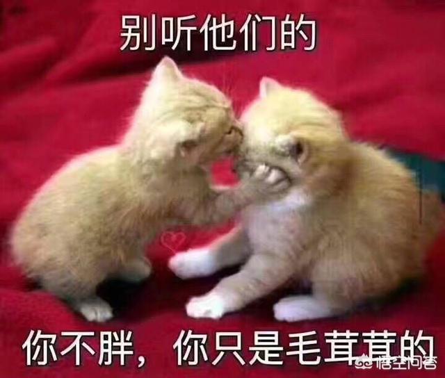 养猫指南百度文库:养猫的话，平民的开销一般是多少？